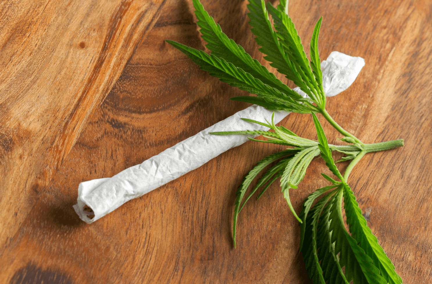 Trusted Source for High-Quality Prerolled Joints for Sale in Europe